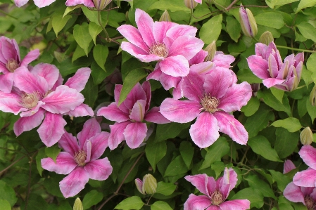 Blossom plant flower petal Photo