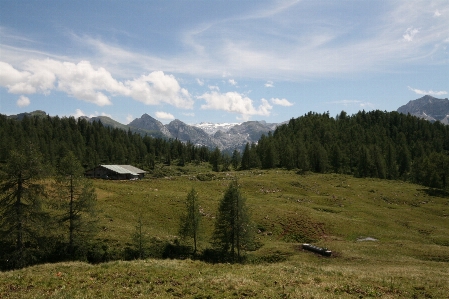 Foto Paesaggio albero foresta natura selvaggia
