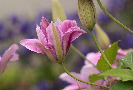 Blossom plant flower petal Photo