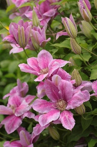 Blossom plant flower petal Photo