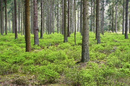 Landscape tree nature forest Photo