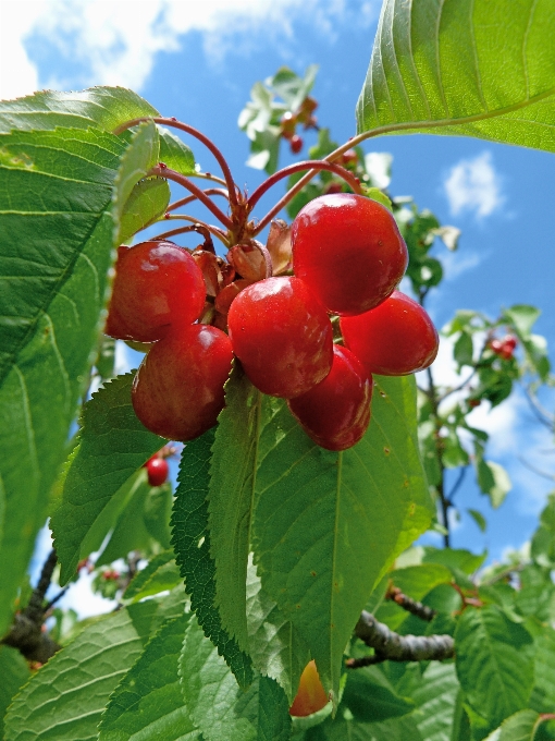 Nature branch plant fruit