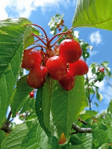 Nature branch plant fruit Photo