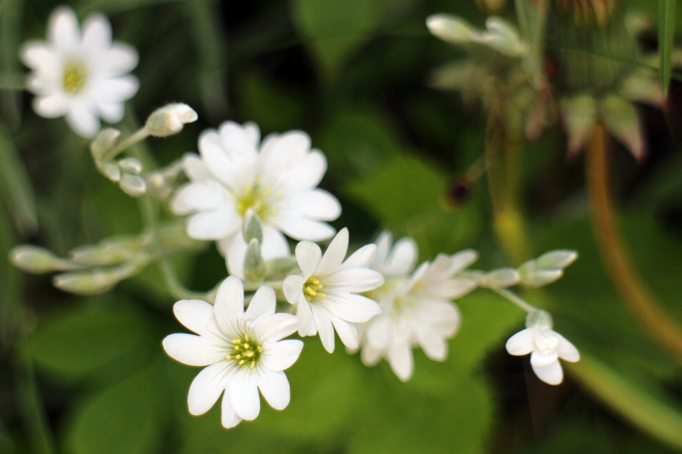 Natureza florescer plantar branco