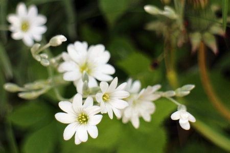 Nature blossom plant white Photo