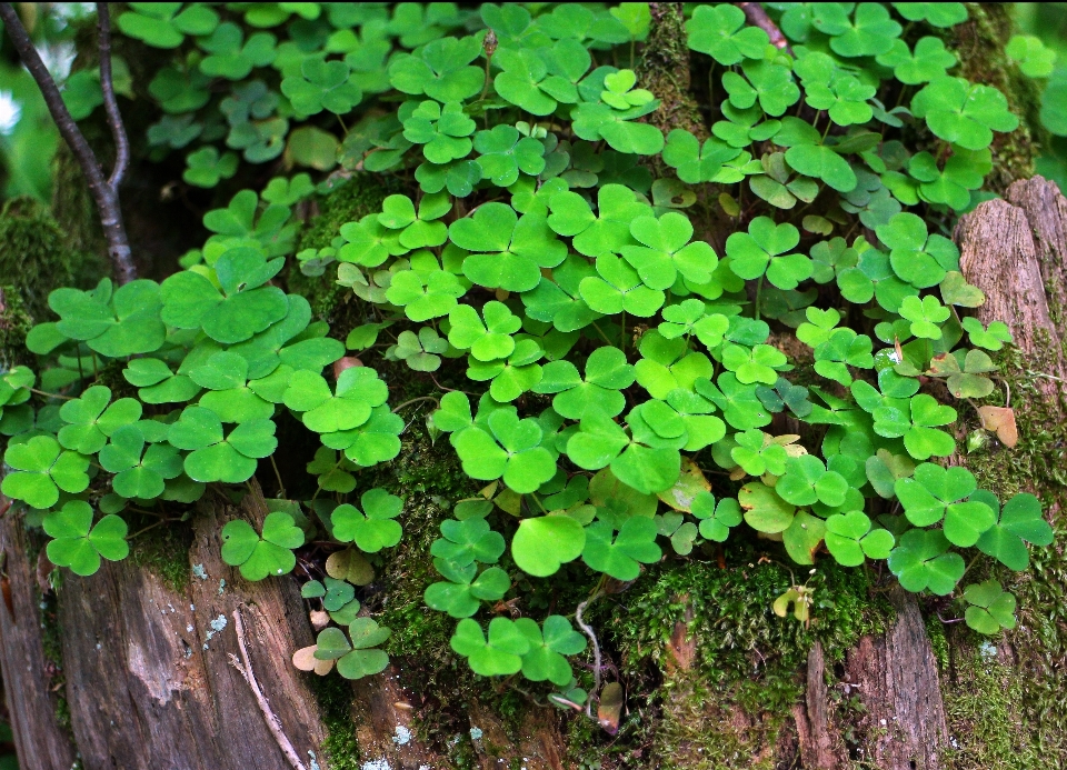 Naturaleza bosque planta hoja