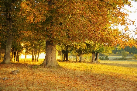 Landscape tree nature forest Photo