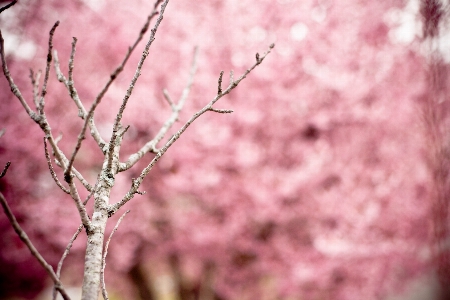 Tree nature branch blossom Photo