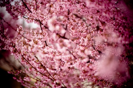 Tree nature branch blossom Photo