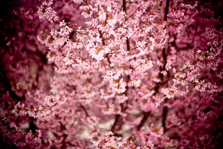 Tree nature branch blossom Photo