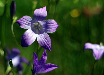 Nature blossom plant meadow Photo