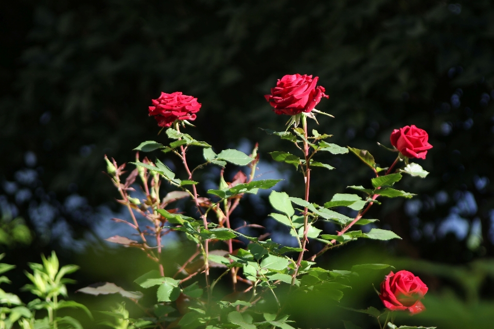 Natur blüte anlage stengel