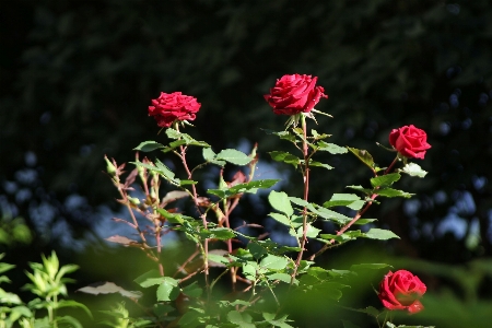 Nature blossom plant stem Photo