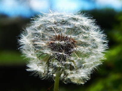 Nature plant white photography Photo