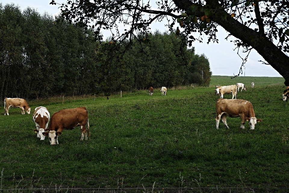 Tree grass fence field