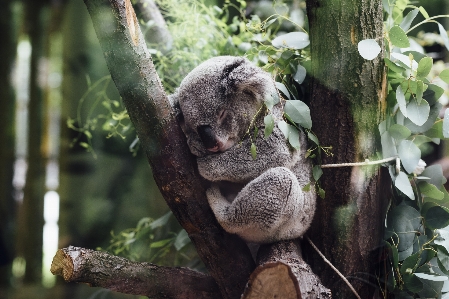 Tree branch animal cute Photo