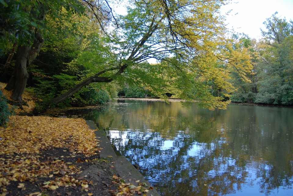 Krajobraz drzewo woda natura