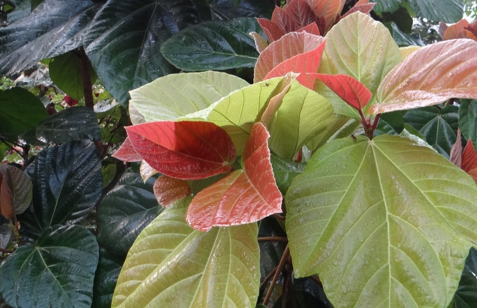 树 植物 叶子 花