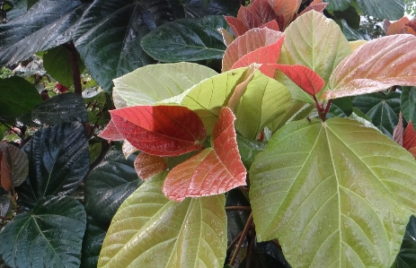 Foto Pohon tanaman daun bunga