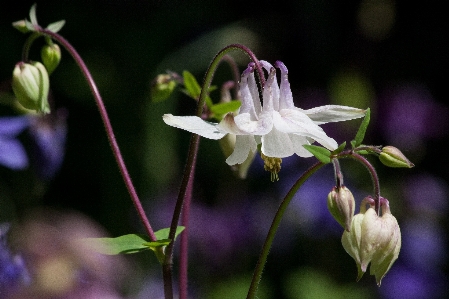 Nature blossom plant white Photo