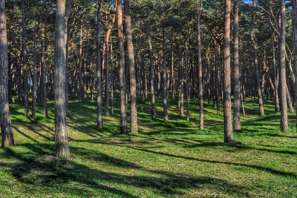 Paysage arbre nature forêt