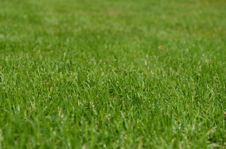 Nature grass plant field Photo