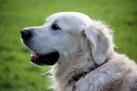 White puppy dog animal Photo