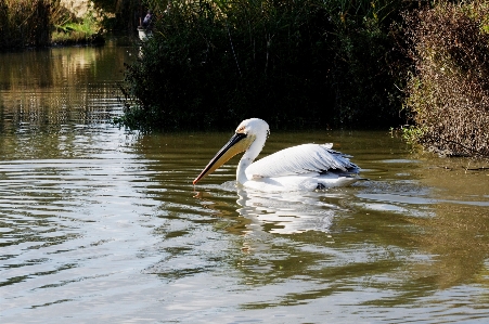 Foto Agua pájaro animal pelícano