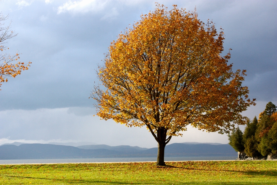 Paesaggio albero natura all'aperto