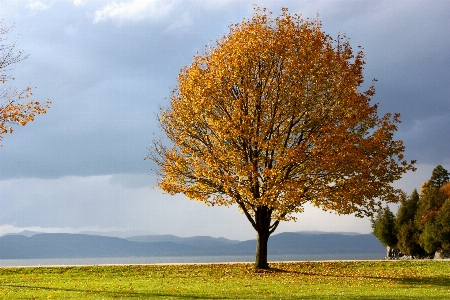 Landscape tree nature outdoor Photo