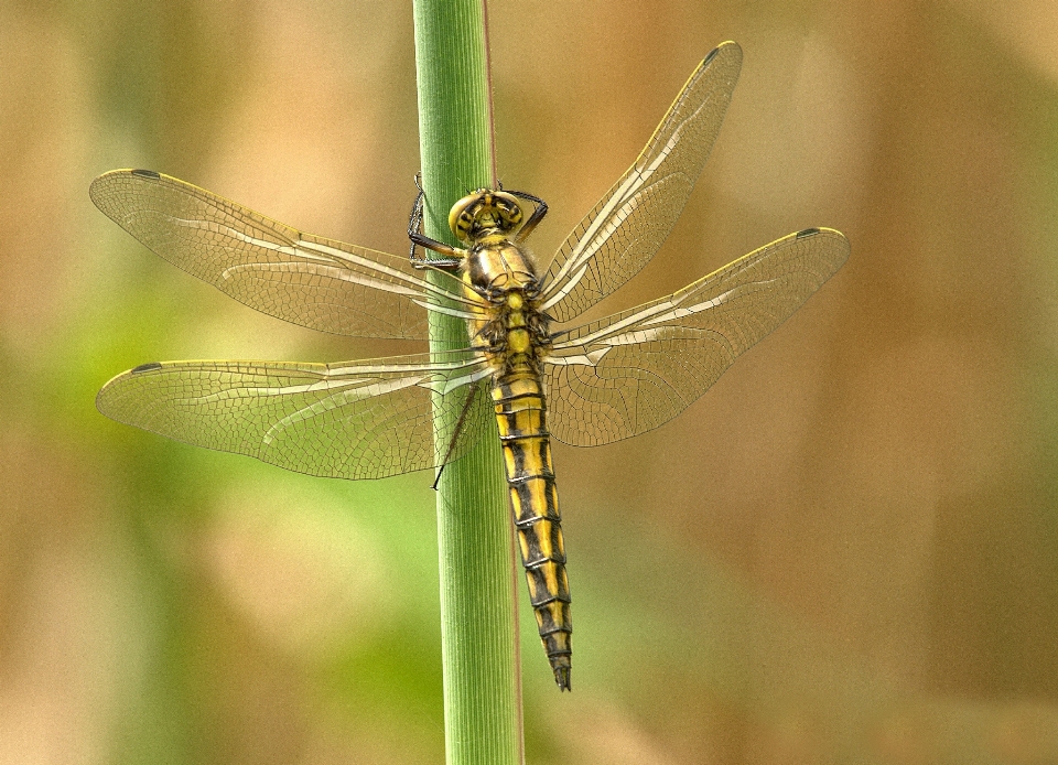 Wing animal summer green