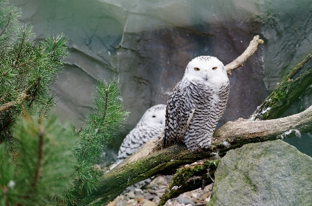 Photo Bifurquer oiseau blanc animal