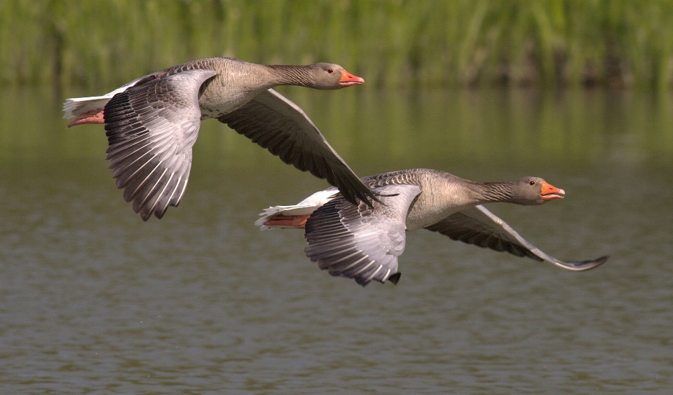 Water nature bird wing