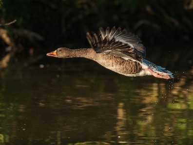 Water nature bird wing Photo