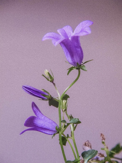 Plant flower purple petal