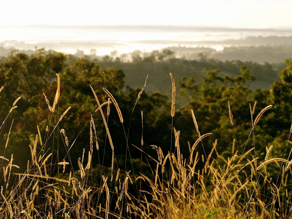 Wybrzeże drzewo natura trawa