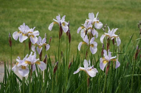 Grass plant field meadow Photo