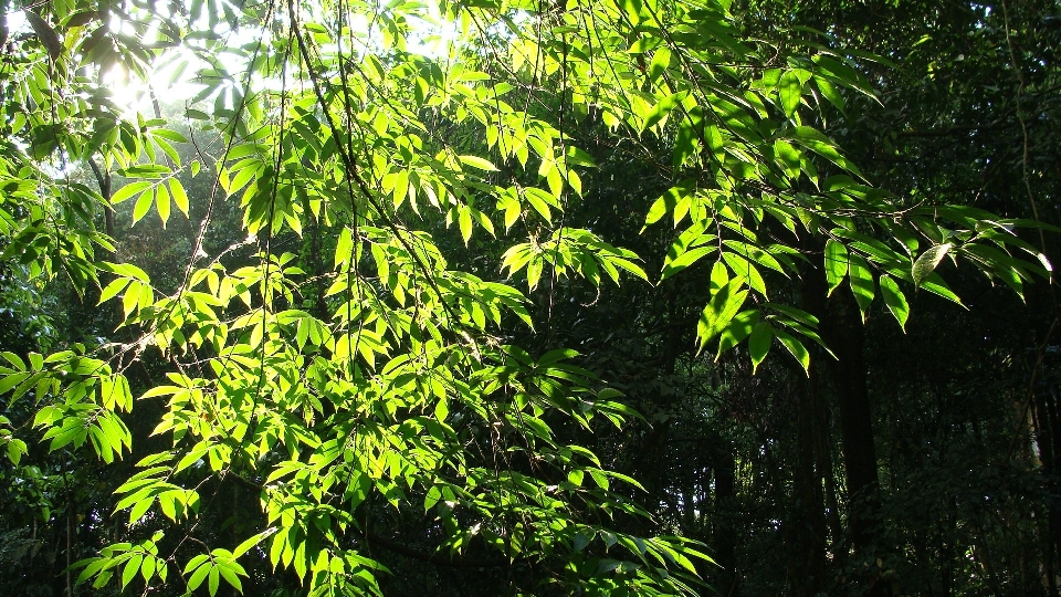 树 森林 分支 植物