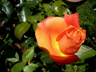 Blossom plant flower petal Photo