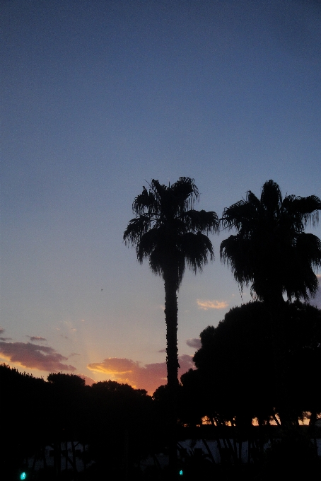 Paisaje árbol horizonte silueta