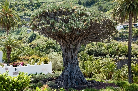 Tree nature plant flower Photo