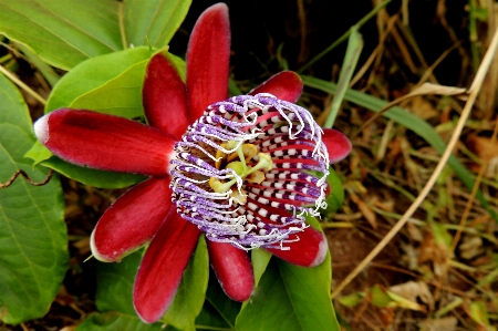 Foto Tanaman buah daun bunga