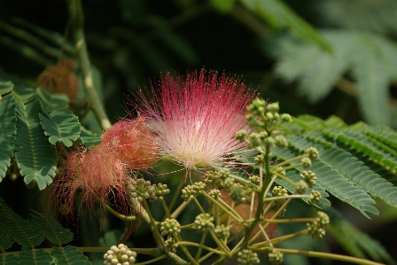 Nature blossom plant stem Photo