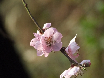 Nature branch blossom plant Photo