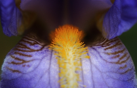 Nature blossom plant photography Photo