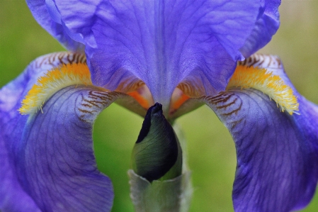 自然 花 植物 紫 写真