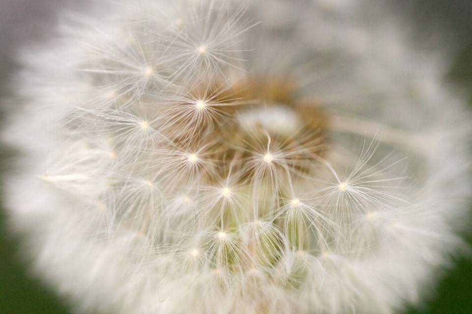 Nature grass plant field