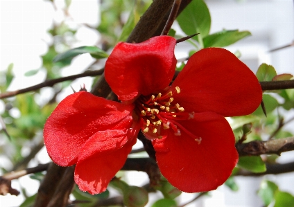 Blossom plant fruit stem Photo