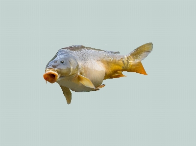 湖 動物 食べ物 釣り 写真