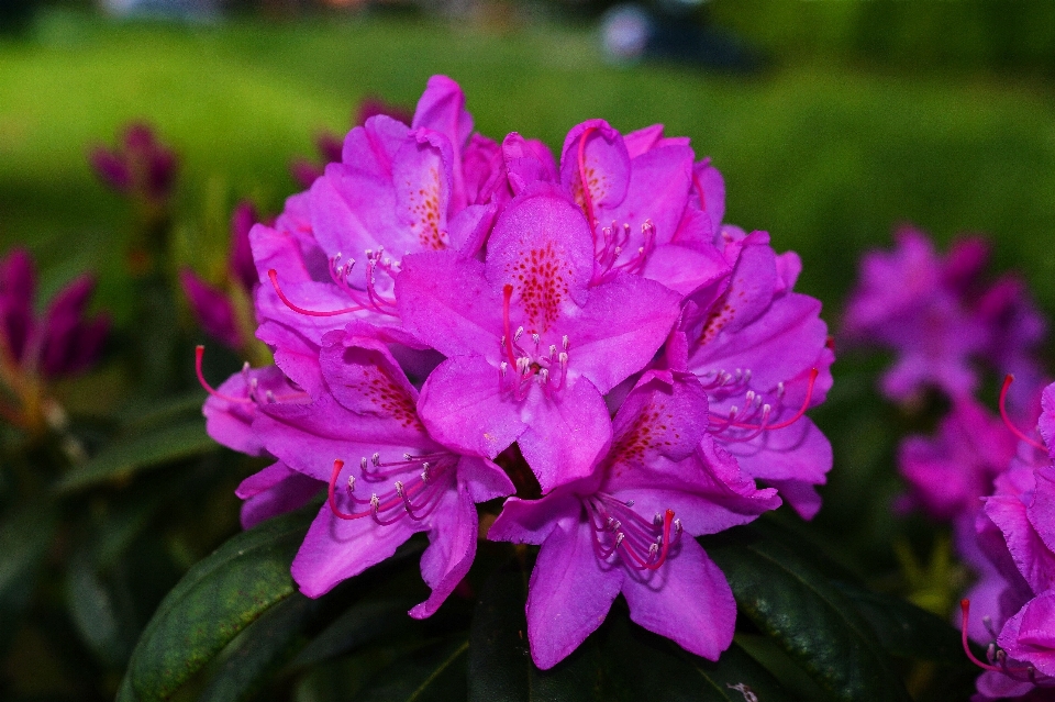 花 植物 紫 ブッシュ